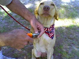 Dog Obedience Training Graduate